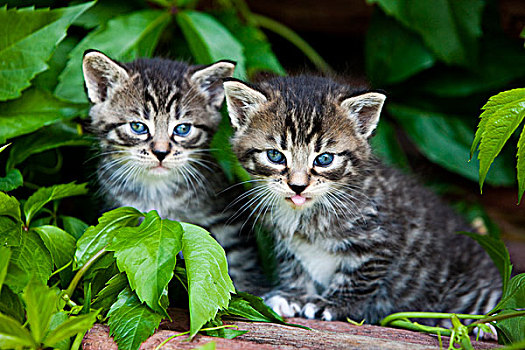 两个,灰色,斑猫,生活,猫,小猫,诺斯提洛尔,奥地利,欧洲
