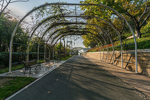厦门海沧大桥自然公园里的道路和花棚树林