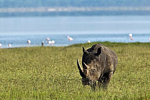 白犀牛,纳库鲁湖国家公园,肯尼亚