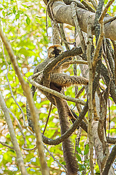 madagascar马达加斯加贝马拉哈国家公园狐猴在树上