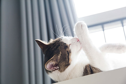 猫咪,阳台,爪子