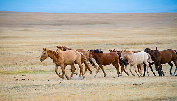 正在草原上奔跑的马群