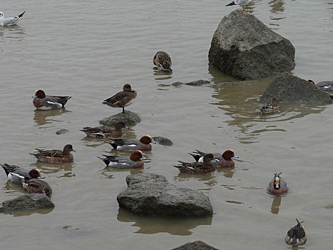 深圳湾湿地公园的鸟类景观