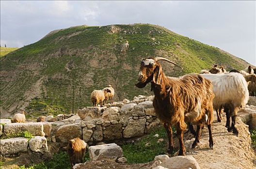 山羊,遗址,约旦