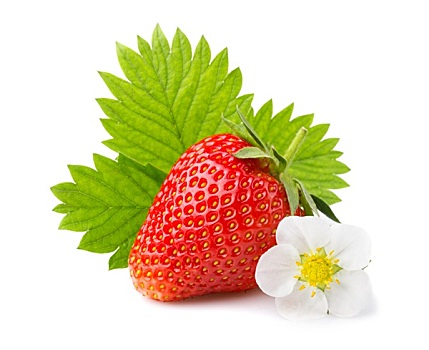 草莓,叶子,花,隔绝,白色