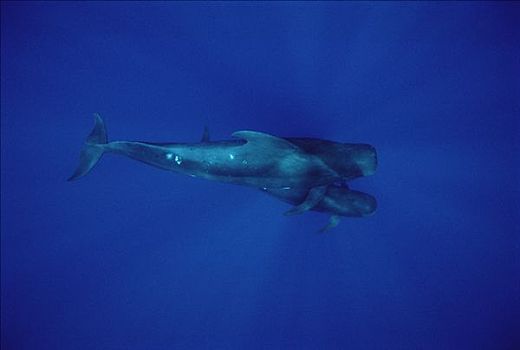 大吻巨头鲸,短肢领航鲸,夏威夷