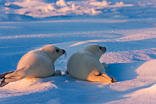 两个,鞍纹海豹,幼仔,冰,魁北克,加拿大
