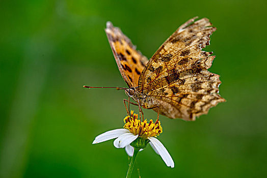 微距摄影昆虫,绿色背景下的蝴蝶