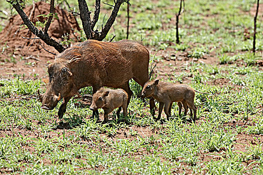 疣猪,女性,成年,幼兽,克鲁格国家公园,南非,非洲