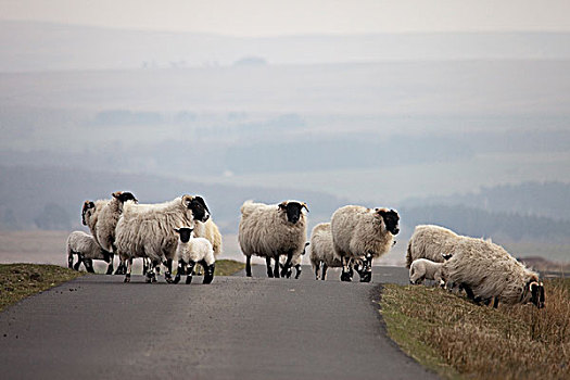 牧群,绵羊,诺森伯兰郡,英格兰
