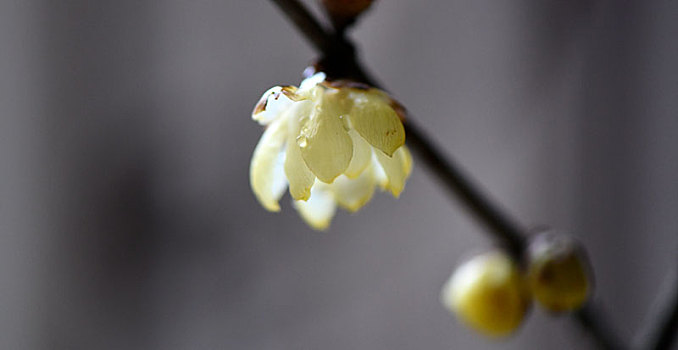 寒冬腊月梅花开