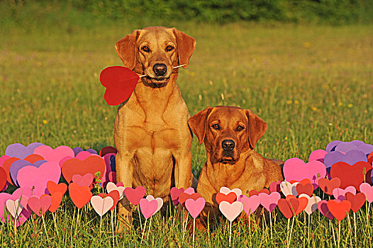 拉布拉多犬,母狗,黄色,正面,心形,粉色,纸