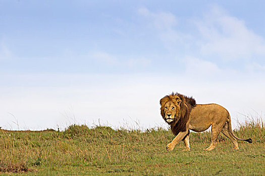 雄性,狮子,热带草原,马赛马拉国家保护区,肯尼亚