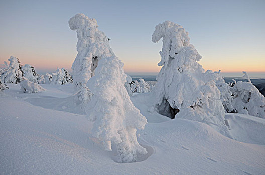 积雪,松树,黃昏,山,布罗肯,哈尔茨山,萨克森安哈尔特,德国,欧洲