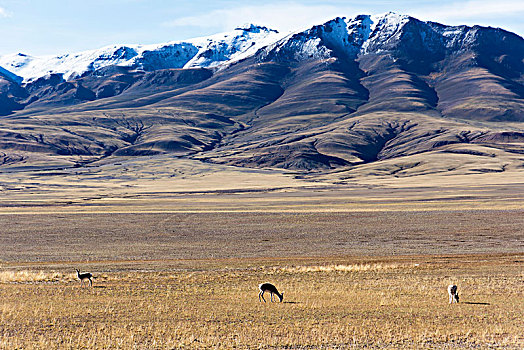 藏北风光-雪山下的藏羚羊