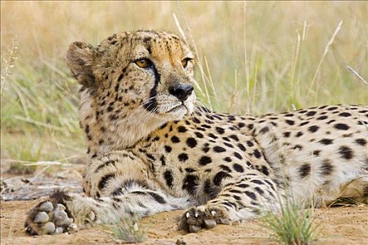 印度豹,猎豹,躺着,纳米比亚,非洲