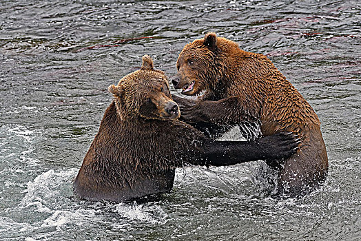 棕熊,玩耍,争斗,布鲁克斯河,阿拉斯加,美国,北美