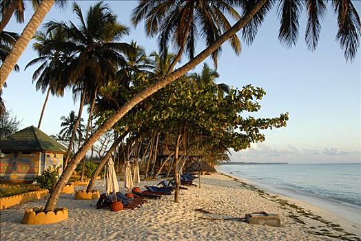白色,沙滩,仰视,棕榈树,印度洋,桑给巴尔岛,坦桑尼亚