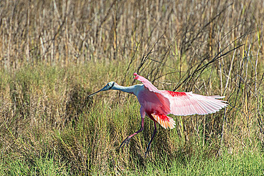 美国,佛罗里达,梅里特岛,国家野生动植物保护区,粉红琵鹭