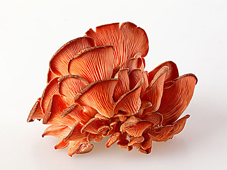 新鲜,秋天,红色,蚝蘑