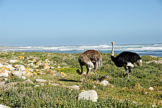 非洲,鸵鸟,鸵鸟属,觅食,靠近,海滩,好望角,西海角,省,南非