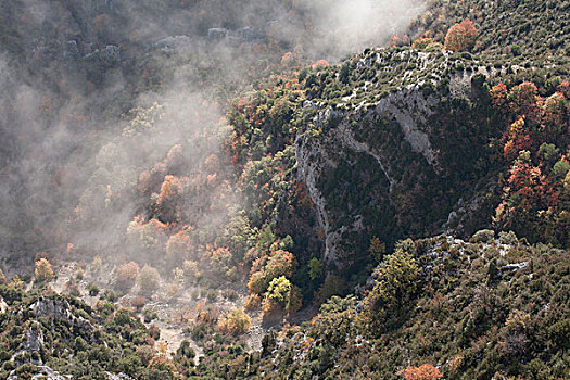 秋天,树林,雾,法国,普罗旺斯,凡尔东峽谷