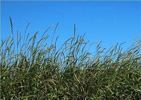 绿色,稻草,地点,蓝天背景