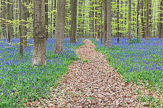 欧洲山毛榉,树林,野风信子,蓝铃花,春天,布鲁塞尔,比利时