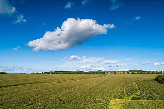 希望,田野