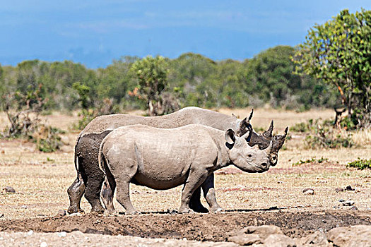 黑色,犀牛,泥,浴室,自然保护区,肯尼亚,非洲