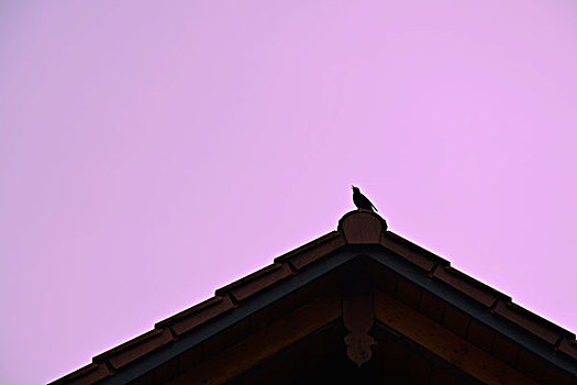 山鸟类,屋顶