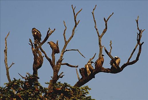 秃鹰,栖息,乔贝国家公园,博茨瓦纳