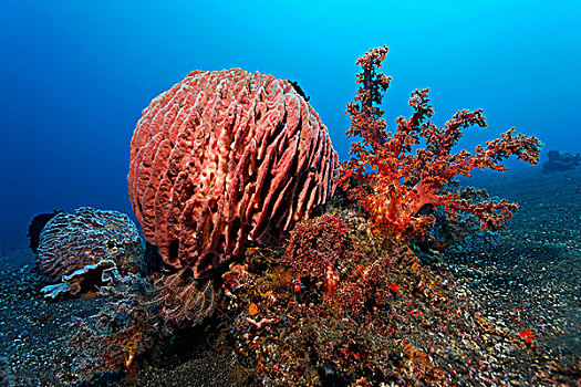 礁石,软珊瑚,羽毛,星,巴厘岛,印度尼西亚,太平洋