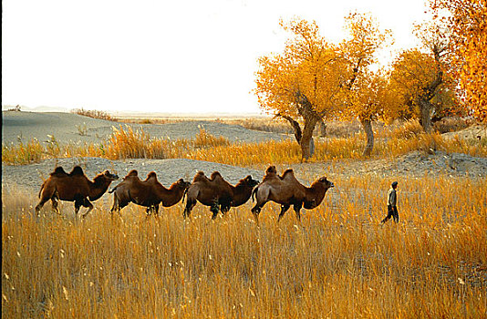 新疆胡杨林中的驼队