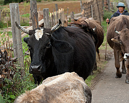 女人,牛,山谷,布姆唐,地区,不丹