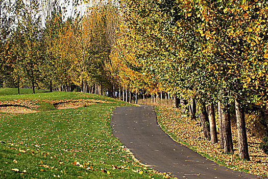 高尔夫球场,树木,秋天