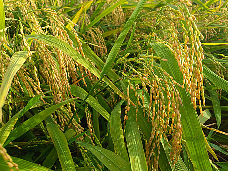 稻米,高清稻穗