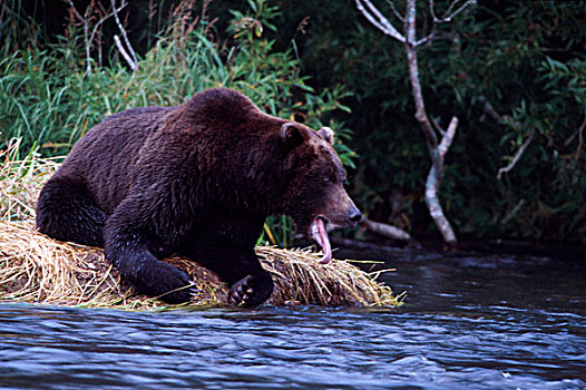 亚洲,俄罗斯,堪察加半岛,大灰熊,等待,河岸,右边,三文鱼,抓住