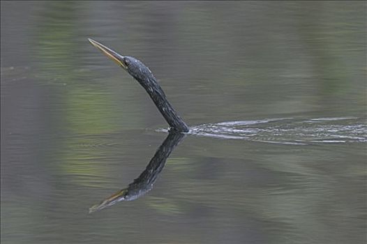 美洲蛇鸟,美洲蛇鹈,游泳,大沼泽地国家公园,佛罗里达