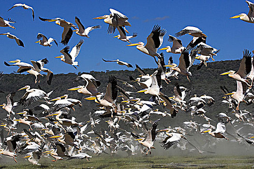 白鹈鹕,生物群,飞行,起飞,纳库鲁,公园,肯尼亚