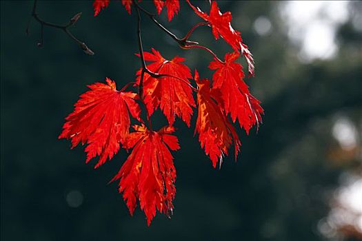鸡爪枫,日本槭,培育品种,叶子,红色,秋色,彩色,逆光