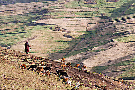 牧民,高地,埃塞俄比亚