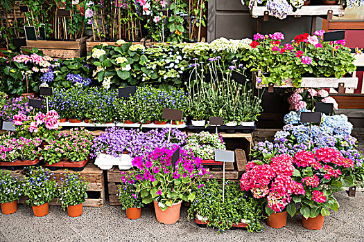 花,植物,户外,店