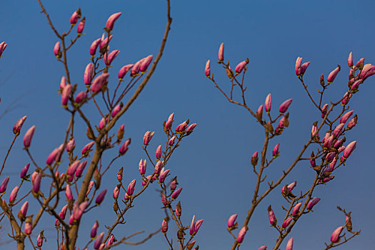 玉兰花