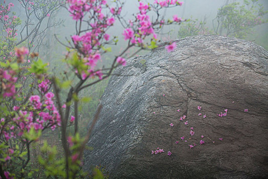 岩石,石头,花瓣,落英