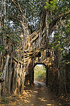 林道,古老,大门,菩提树,榕属植物,拉贾斯坦邦,国家公园,印度,亚洲