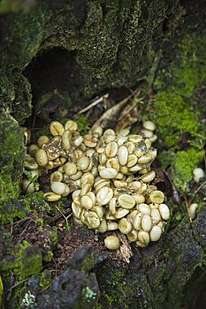 咖啡豆,排泄物,苏门答腊岛,印度尼西亚