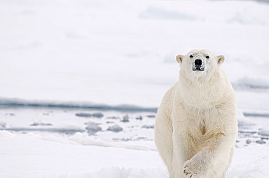 挪威,斯匹次卑尔根岛,北极熊,大,公猪,好奇,成年,夏天,浮冰