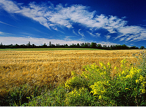 秋麒麟草属植物,谷物,靠近,新斯科舍省,加拿大