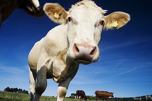 牛,放牧,瑞典